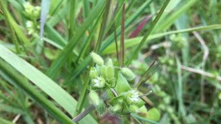 Vogelmuur Stellaria media  20170429 [upl. by Oicnaneb312]