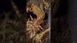 Baby tarantula happy dance Acanthoscurria geniculata daveslittlebeasties [upl. by Narual509]