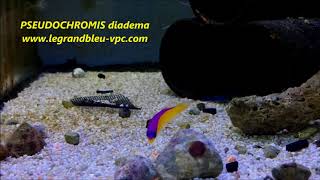 legrandbleuvpccom  PSEUDOCHROMIS diadema [upl. by Eudosia]