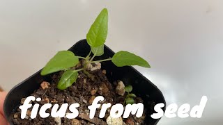 Grow Ficus Plants from Seed [upl. by Irallih]