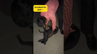 Accident ho gya🥺 petlover minivlog dog streetdog doglover accident birds pigeon [upl. by Egedan]