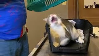 Very angry cat attacks the vet [upl. by Noruq]