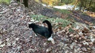 Mit Kater Pauli auf einem Waldspaziergang [upl. by Chem361]