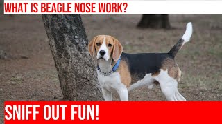 Beagle Nose Work Unleash Your Dogs Scentsational Powers [upl. by Berstine501]