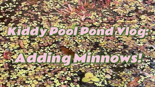 Kiddy Pool Pond Vlog Adding Minnows With Sound [upl. by Yamauchi]