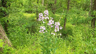 Dames Rocket Hesperis matronalis [upl. by Sawyere]