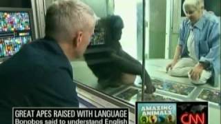 AC360  Anderson Cooper Entertains Bonobo Apes In Bunny Suit [upl. by Nichols]