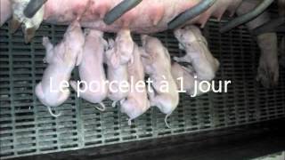 Lélevage du porc  MFR Verneil le Chetif [upl. by Nybbor835]