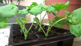 Jak rozmnażać pelargonie How to take cuttings of geranium [upl. by Siraf]