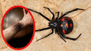 Top 10 MOST VENOMOUS SPIDERS In The World [upl. by Aeresed]