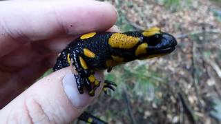 SALAMANDRA PLAMISTA Salamandra salamandra 28092017 r Beskid Mały [upl. by Airotal]