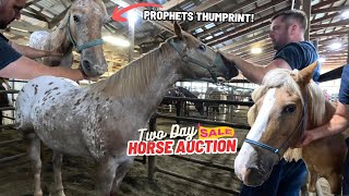 TWO DAY HORSE AUCTION  Part 1  Beautiful Appaloosa With Rare Prophets Thumbprint [upl. by Matlick]