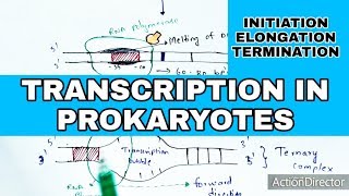 Transcription in prokaryotes  Initiation Elongation Termination  Bio science [upl. by Danella151]