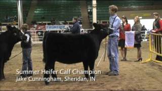 Junior Angus Show  National Western Stock Show [upl. by Starbuck]