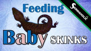 Feeding BabyYoung Skinks  Ep 52 [upl. by Prebo]