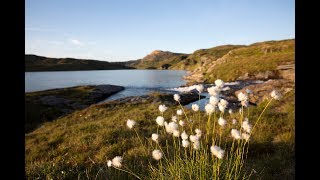 Trekanten i Stølsheimen [upl. by Aylmer708]