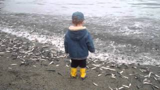 The Capelin are Rollin on Middle Cove Beach Newfoundland and Labrador [upl. by Burrill]