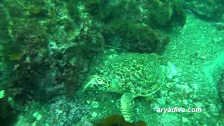 매부리 바다거북Eretmochelys imbricata Hawksbill sea turtle [upl. by Ahsenrac]