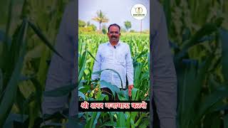 मका पिकाला मिळाले जबरदस्त रिझल्ट 🌱🌽 [upl. by Morrell]