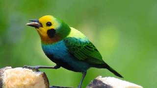 birding Tours Colombia Endemic multicolored Tanager [upl. by Sadoc563]