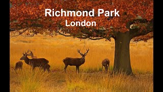 Richmond Park London [upl. by Yenahpets]