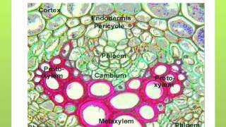 AS level G15 Structure and function of xylem Ms Cooper [upl. by Dehsar324]