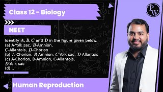 Identify A B C and D in the figure given below a AYolk sac BAmnion CAllantois DChorio [upl. by Juback]