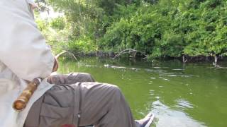 Jigger pole fishing gator encounter [upl. by Petersen]