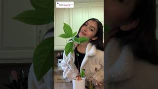 Germine semillas de mango 😱🥭 damari minivlog diy shorts germination semillademango mango [upl. by Aline780]