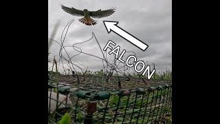 I Put a GoPro On My Falconry Trap AMAZING Footage [upl. by Alegnat420]