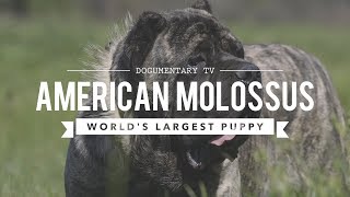 AMERICAN MOLOSSUS THE WORLDS LARGEST PUPPY [upl. by Sharia175]