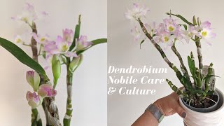 Dendrobium Nobile Care and Culture  How to Handle Winter Rest Period amp Get Blooms  2 Year Update [upl. by Melcher]