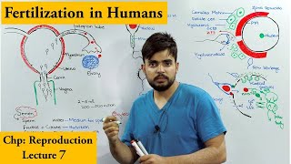 How Fertilization Occurs in Humans  Spermovum interaction [upl. by Columbus]