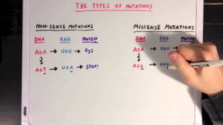 The Different Types of Mutations [upl. by Joby527]