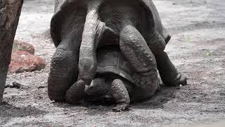 Galápagos Tortoise mating [upl. by Divine756]