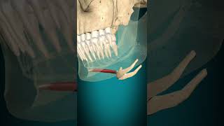 Geniohyoid muscle action hyoid bone elevation muscle bone anatomy [upl. by Ecinert]