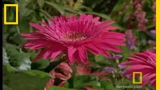 Bee vs Jumping Spider  National Geographic [upl. by Jenne]