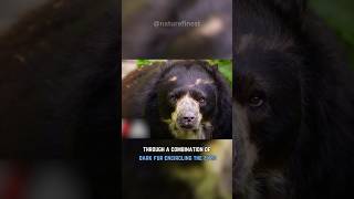 The Spectacled Bear  Natures Best Kept Secret [upl. by Jeannie211]