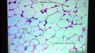 Adipose Connective Tissue [upl. by Tore]