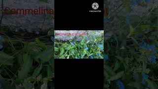 Commelina Flower Plant youtubeshorts [upl. by Adalie]