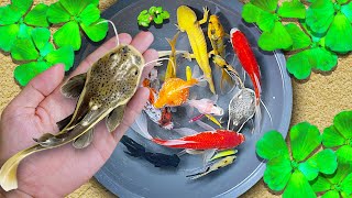 Catch Nests Of Catfish In Eggs Koi Guppy Fish Betta fish Neon Fish Zebra Fish  Fishing Video [upl. by Zuzana]