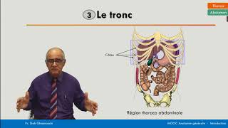 Anatomie générale  La région thoracoabdominale [upl. by Birk]