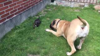 Bullmastiff playing with Frengle puppy [upl. by Newmark]