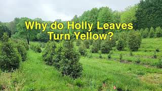 Why do Holly Leaves Turn Yellow in the Spring and Fall Off [upl. by Noryd]