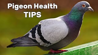 Pigeon Diseases and Treatment [upl. by Enelaehs]