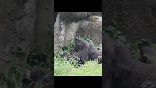 adorable gorilla brotherly love 😆 gorillatag 金剛猩猩 台北市立動物園 shorts ringo jabali [upl. by Magdaia]