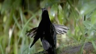 BBC Natural Worlds Birds of Paradise © [upl. by Enyawd210]