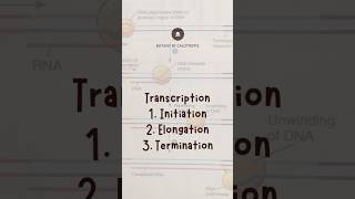 shorts  Overview of Transcription  Initiation Elongation amp Termination rna transcription [upl. by Ilysa933]