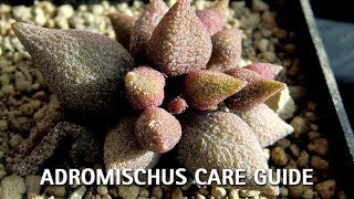 Adromischus Care Guide [upl. by Allianora116]