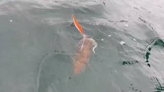 Catching Squid and Kingfish JERVIS BAY NSW [upl. by Haynes]